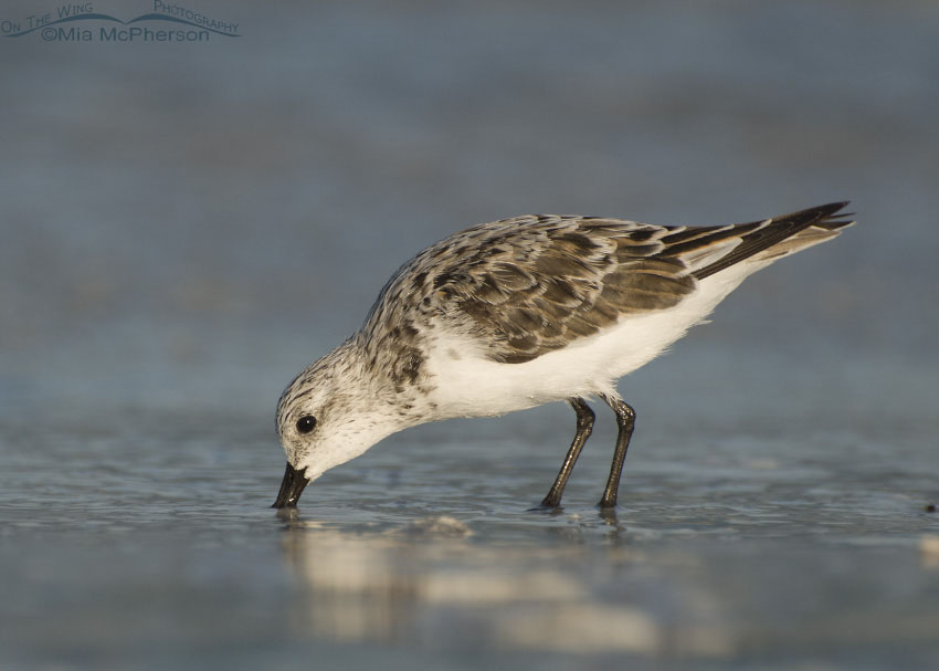 Sanderling on a sea of blue at Fort De Soto County Park, Pinellas County, Florida