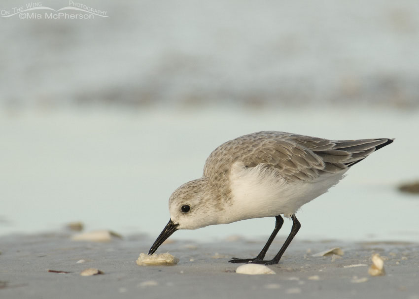 Misty morning Sanderling, Fort De Soto County Park, Pinellas County, Florida