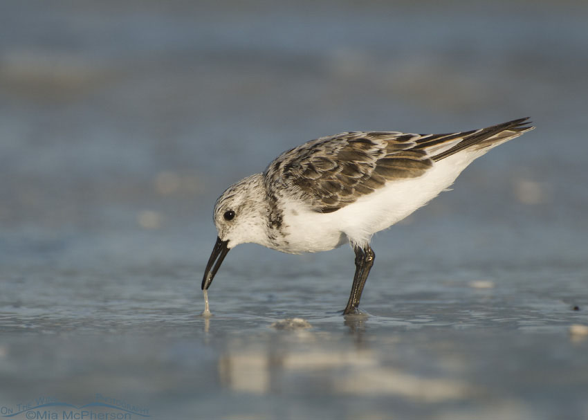 Sanderling with marine worm, Fort De Soto County Park, Pinellas County, Florida