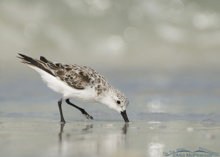 Sanderling with sparkles, Fort De Soto County Park, Pinellas County, Florida