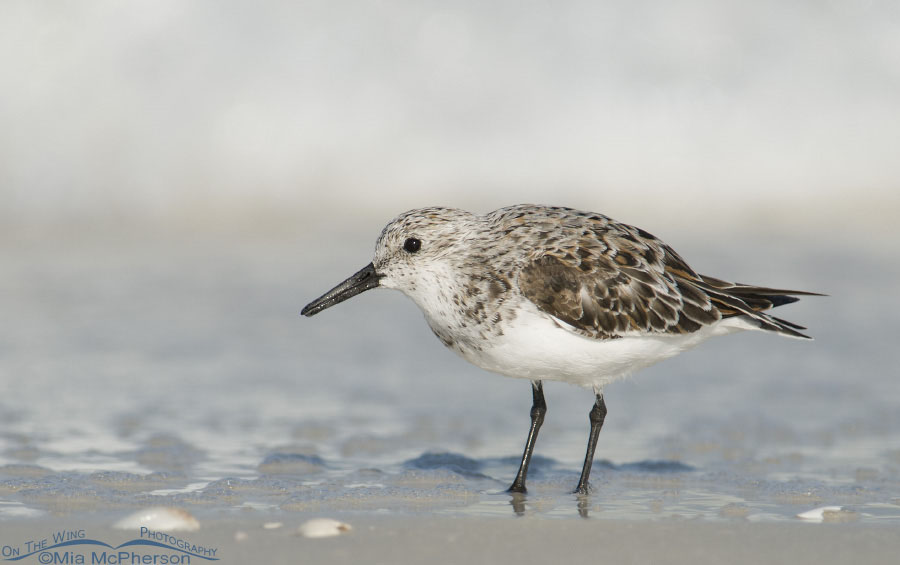 Solitary Sanderling, Honeymoon Island State Park, Pinellas County, Florida