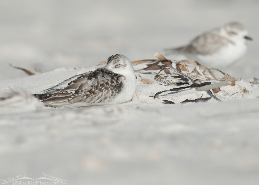 Sleeping juvenile Sanderling, Fort De Soto County Park, Pinellas County, Florida