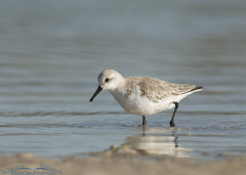 Wading Sanderling at Fort De Soto County Park, Pinellas County, Florida