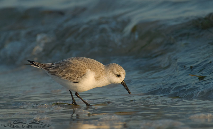 Sanderling at dawn, Fort De Soto County Park, Pinellas County, Florida