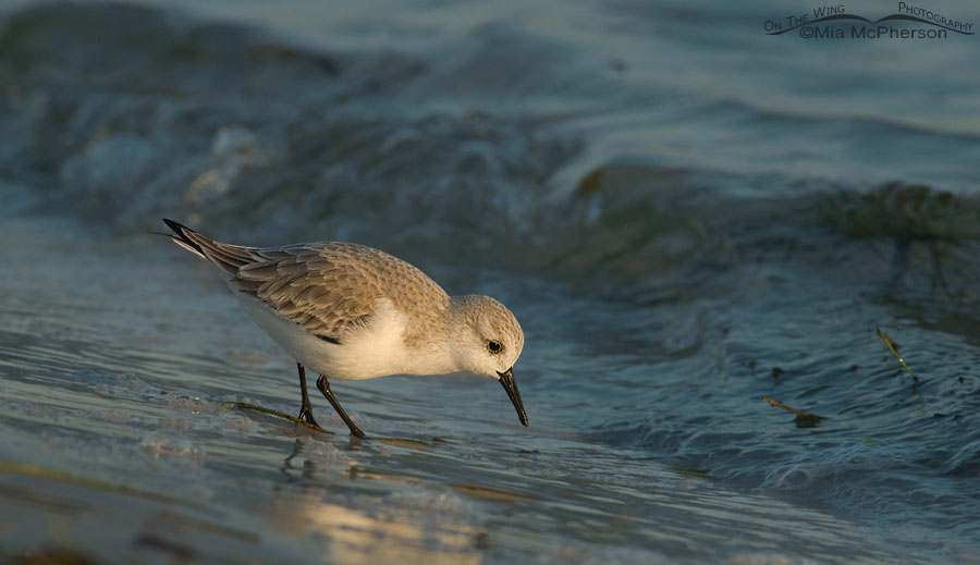 Sanderling without rotation adjustment, Fort De Soto County Park, Pinellas County, Florida