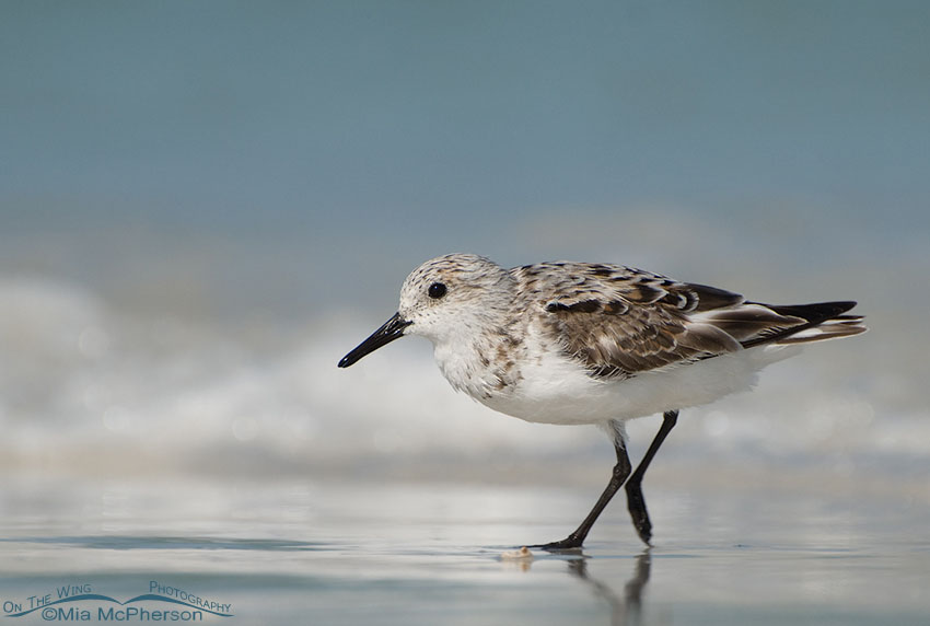 Nonbreeding plumage Sanderling at Fort De Soto County Park, Pinellas County, Florida