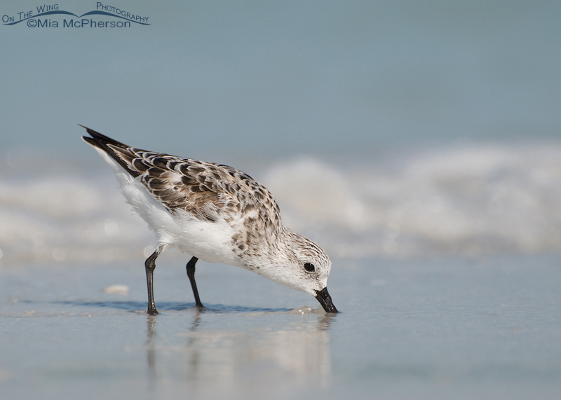 Sanderling feeding next to the Gulf at Fort De Soto County Park, Pinellas County, Florida