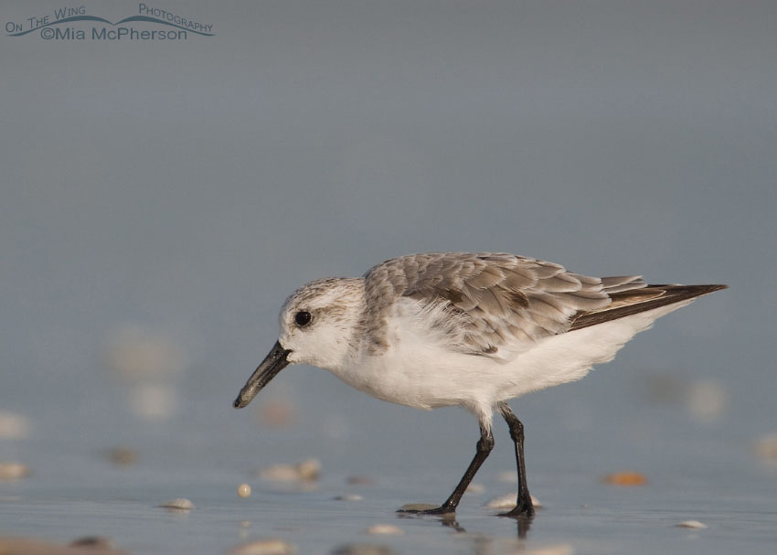 Sanderling in nonbreeding plumage at Fort De Soto County Park, Pinellas County, Florida