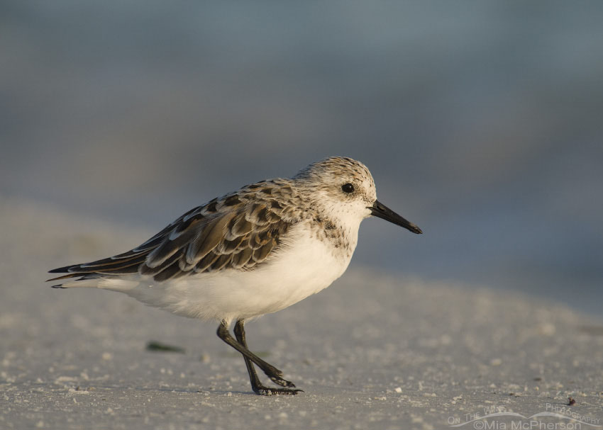 Sanderling in early morning light, Fort De Soto County Park, Pinellas County, Florida