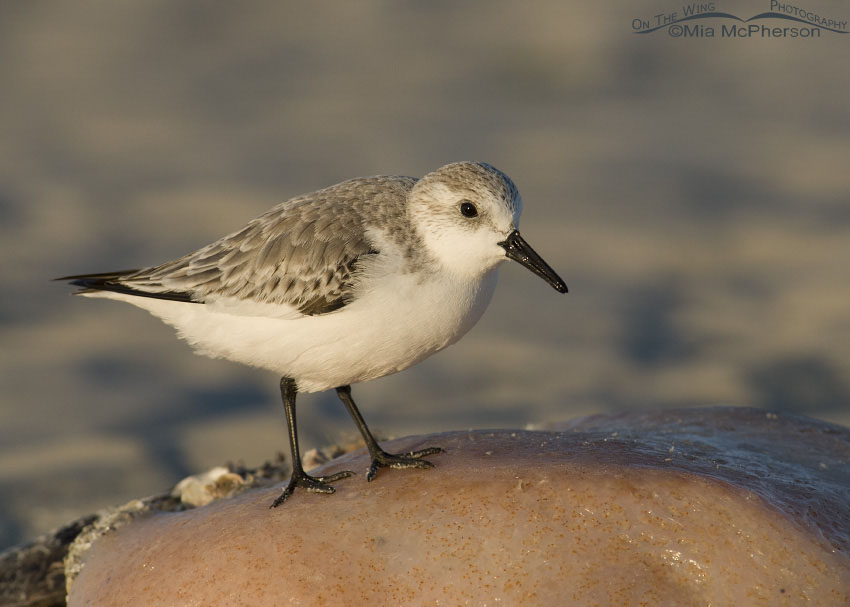 Sanderling on Pen Shell, Fort De Soto County Park, Pinellas County, Florida