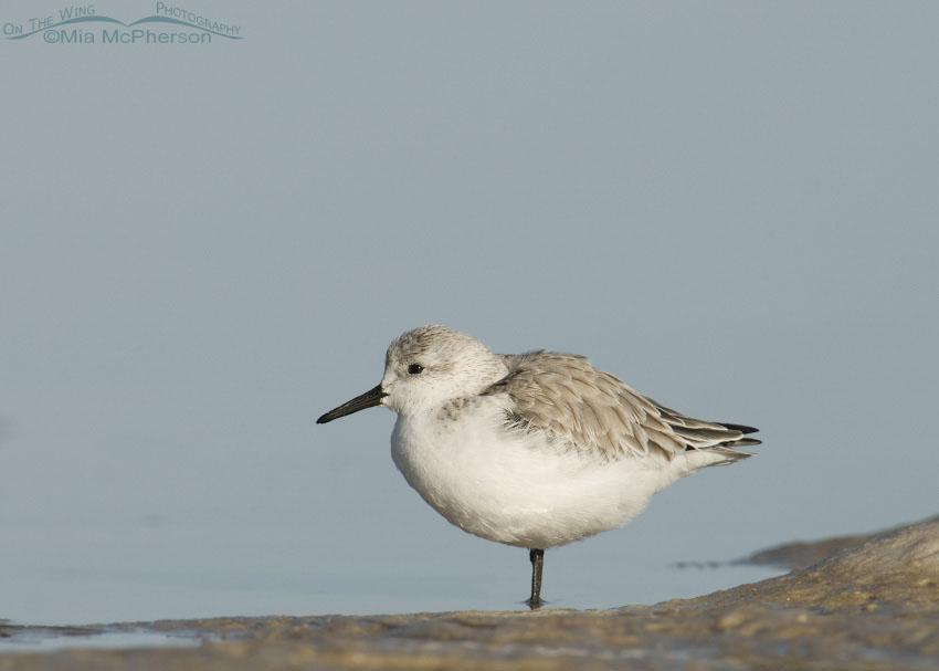 Resting Sanderling, Fort De Soto County Park, Pinellas County, Florida