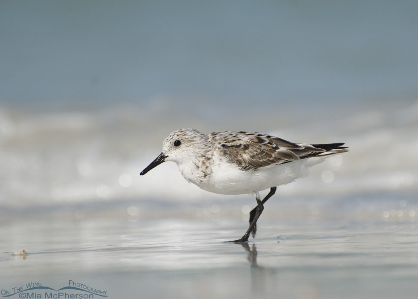 Sanderling speeding by, Fort De Soto County Park, Pinellas County, Florida