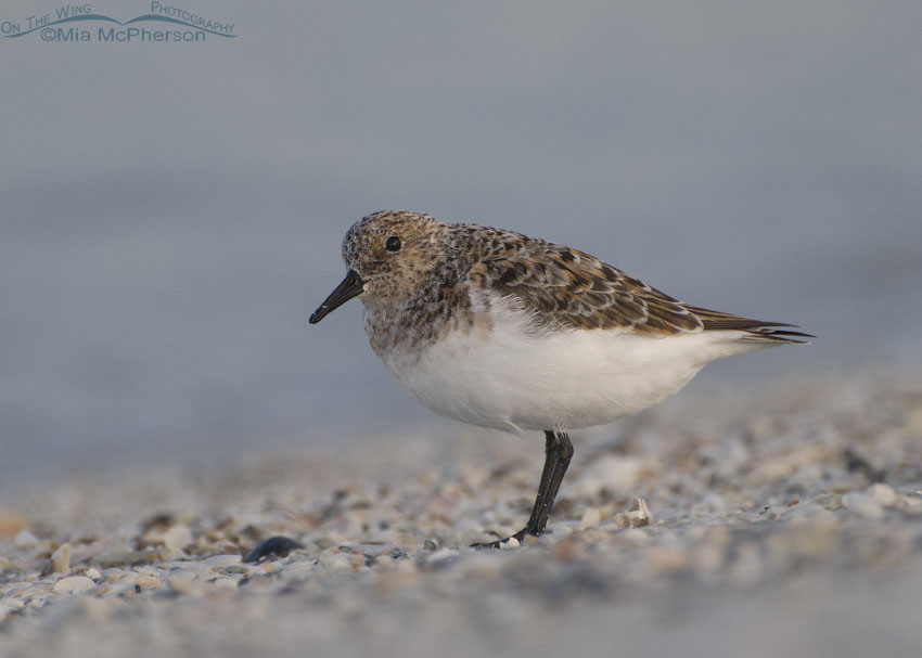 Sanderling in a sea fog, Fort De Soto County Park, Pinellas County, Florida