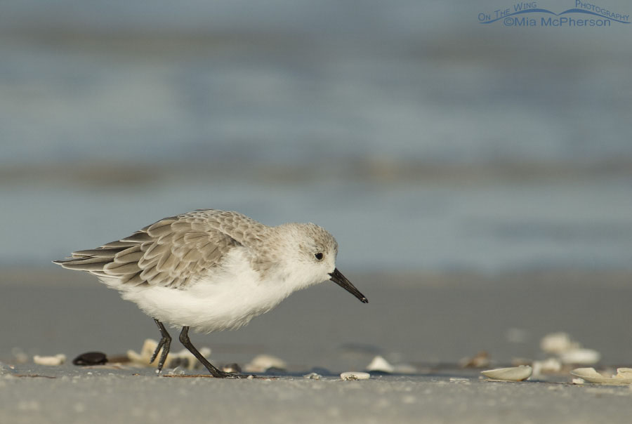 Running Sanderling, Fort De Soto County Park, Pinellas County, Florida