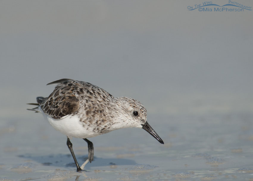 Sanderling profile, Honeymoon Island State Park, Pinellas County, Florida