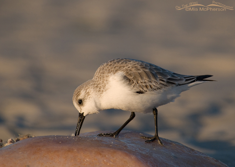 Sanderling feeding on a Pen Shell at Fort De Soto County Park, Pinellas County, Florida