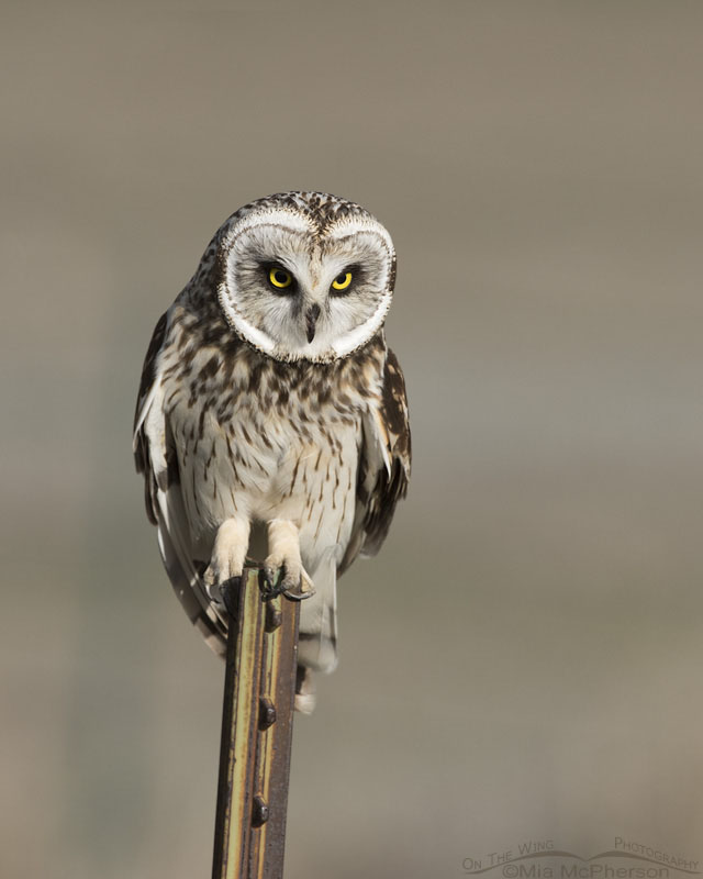 Male Short-eared Owl staring at prey, Box Elder County, Utah