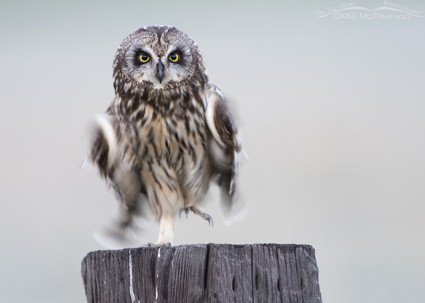 Female Short-eared Owl blur, Box Elder County, Utah