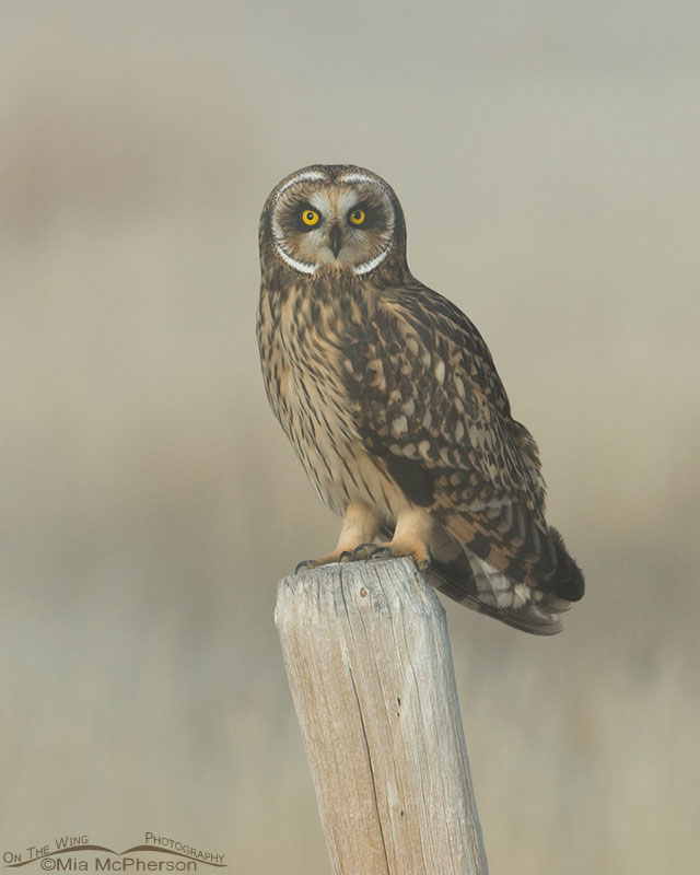 Vertical Short-eared Owl female, Red Rock Lakes National Wildlife Refuge, Centennial Valley, Beaverhead County, Montana