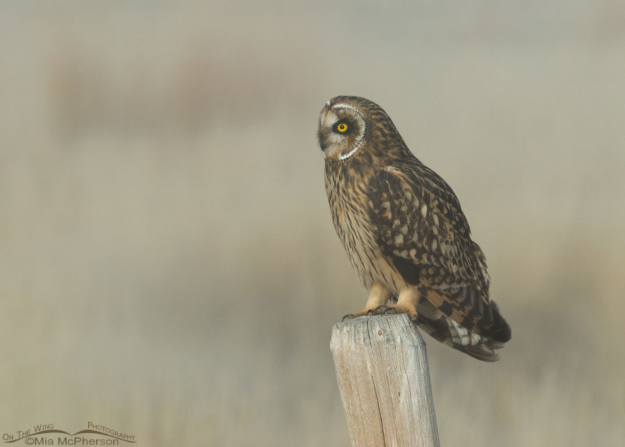 Horizontal Short-eared Owl female, Red Rock Lakes National Wildlife Refuge, Centennial Valley, Beaverhead County, Montana