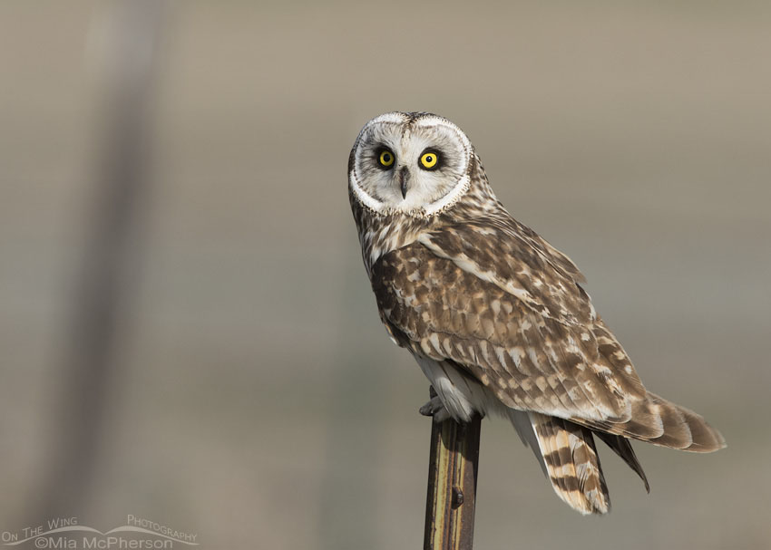 Short-eared Owl on a metal post, Box Elder County, Utah