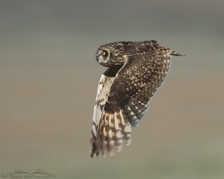 Juvenile Short-eared Owl in flight, Centennial Valley, Beaverhead County, Montana