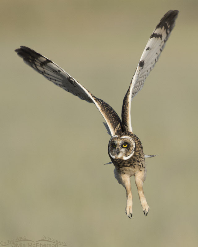 Juvenile Short-eared Owl lift off, Box Elder County, Utah