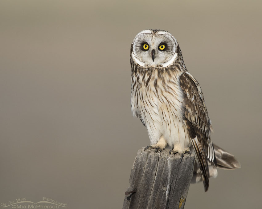 Box Elder County male Short-eared Owl on wooden post, Utah