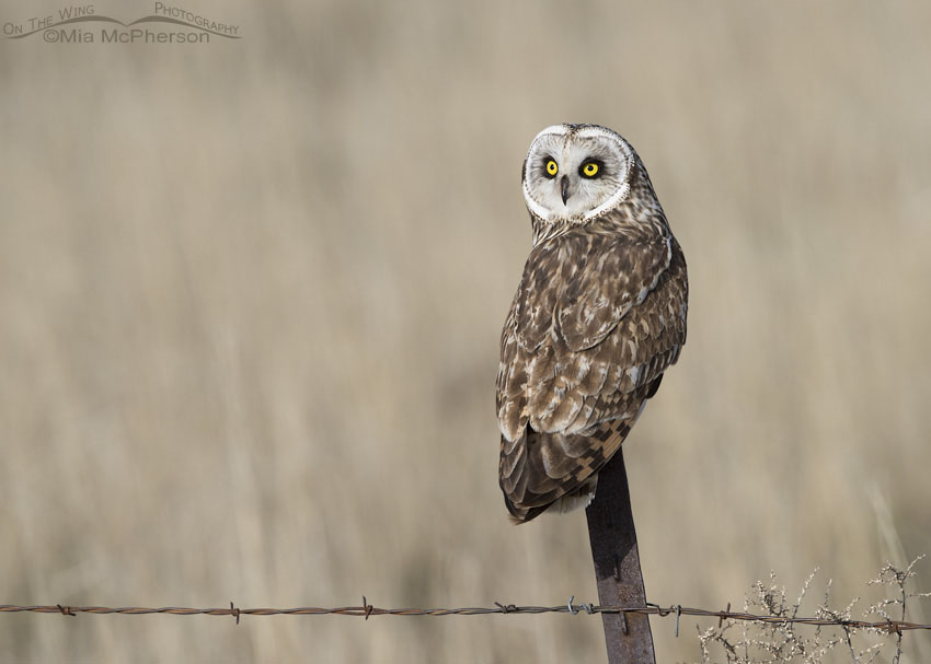 Male Short-eared Owl back view, Box Elder County, Utah