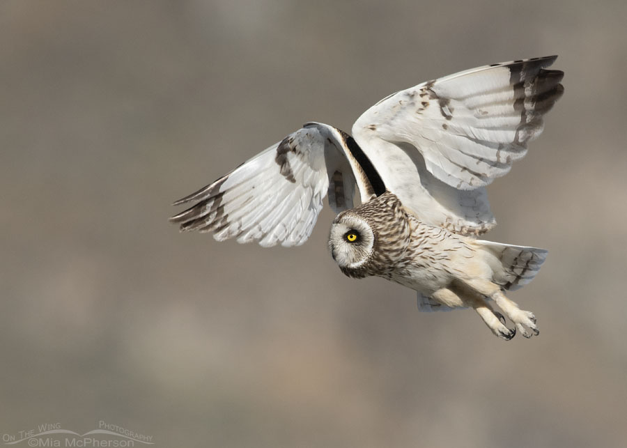 Male Short-eared Owl in flight over a sagebrush sea, Box Elder County, Utah