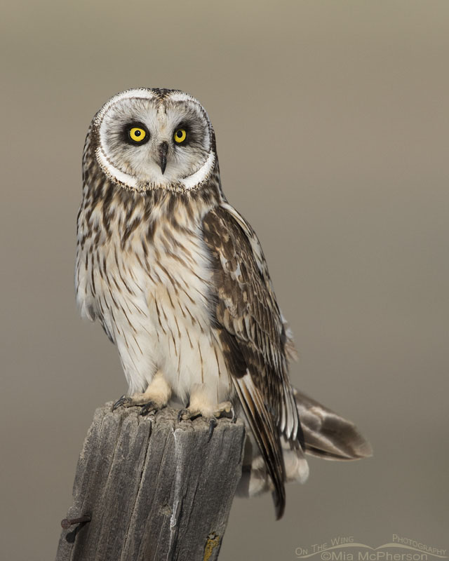 Male Short-eared Owl close up in Utah