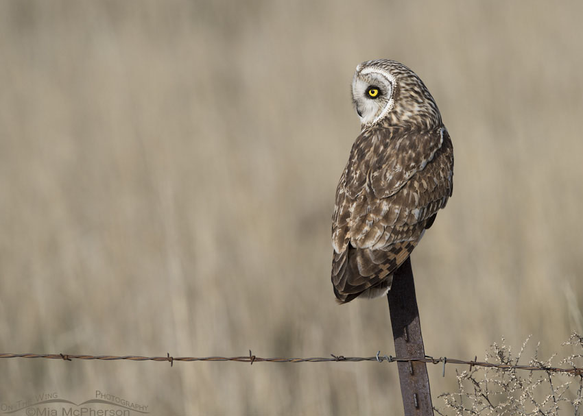 Short-eared Owl male in Box Elder County, Utah