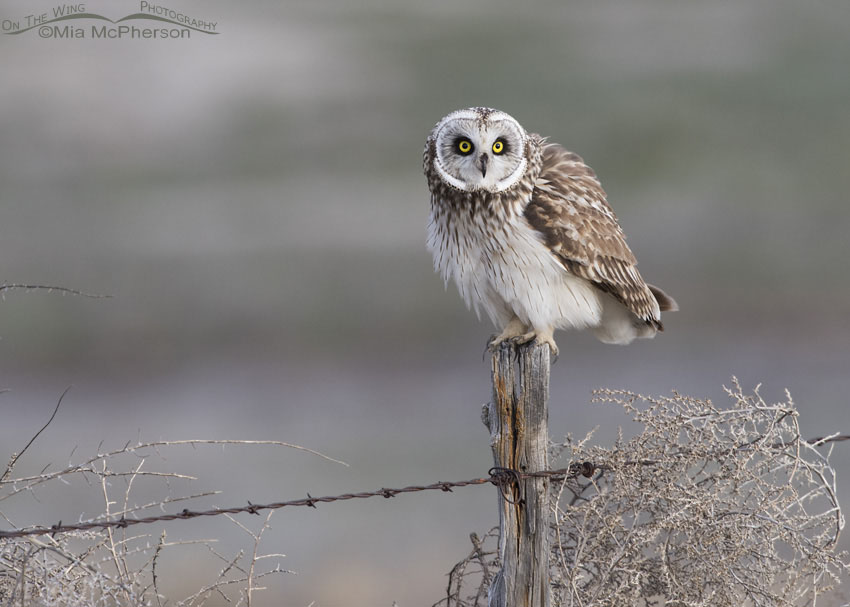 Tumbleweeds with Short-eared Owl, Box Elder County, Utah