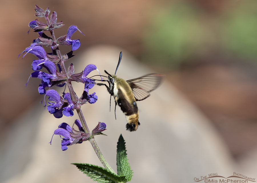 Snowberry Clearwing moth nectaring on salvia, Sebastian County, Arkansas