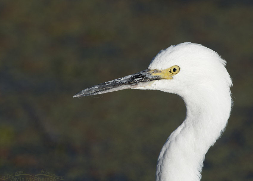 Portrait of a Snowy Egret, Farmington Bay WMA, Davis County, Utah