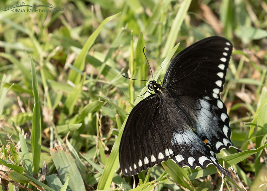 Spicebush Swallowtail in grass, Sebastian County, Arkansas