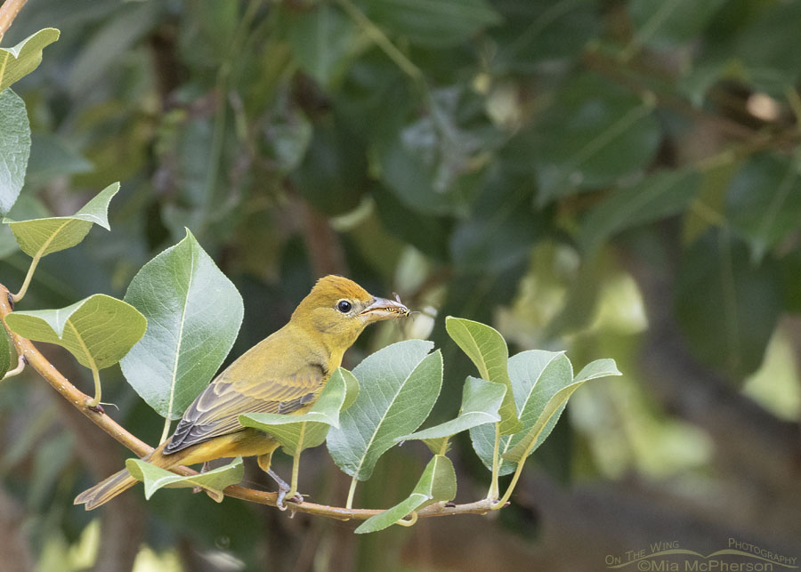 Immature Summer Tanager in a pear tree, Sebastian County, Arkansas