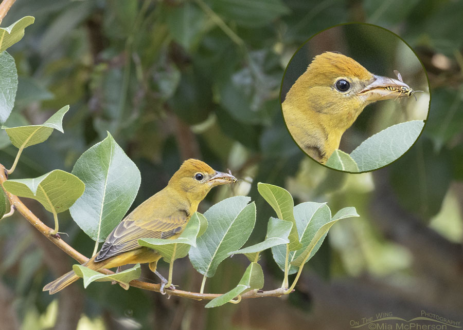 Immature Summer Tanager in a pear tree - Inset, Sebastian County, Arkansas