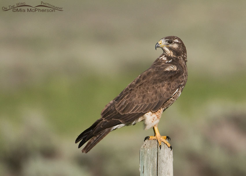 Swainson’s Hawk in its first spring, Centennial Valley, Beaverhead County, Montana