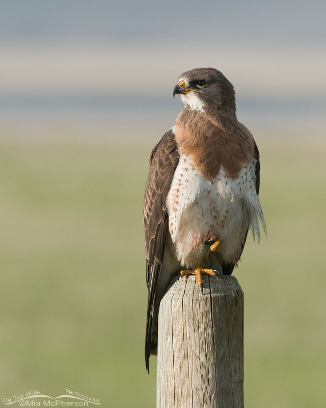 Adult Swainson’s Hawk with blood on its belly from its last meal, Red Rock Lakes National Wildlife Refuge, Centennial Valley, Beaverhead County, Montana