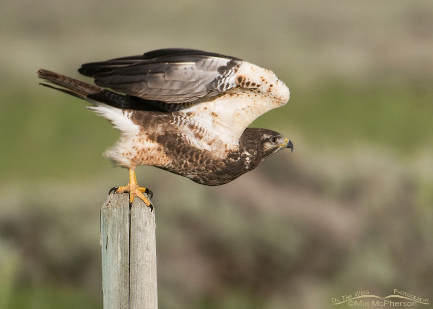 Sub-adult Swainson’s Hawk lifting off from a fence post at Red Rock Lakes National Wildlife Refuge, Beaverhead County, Montana