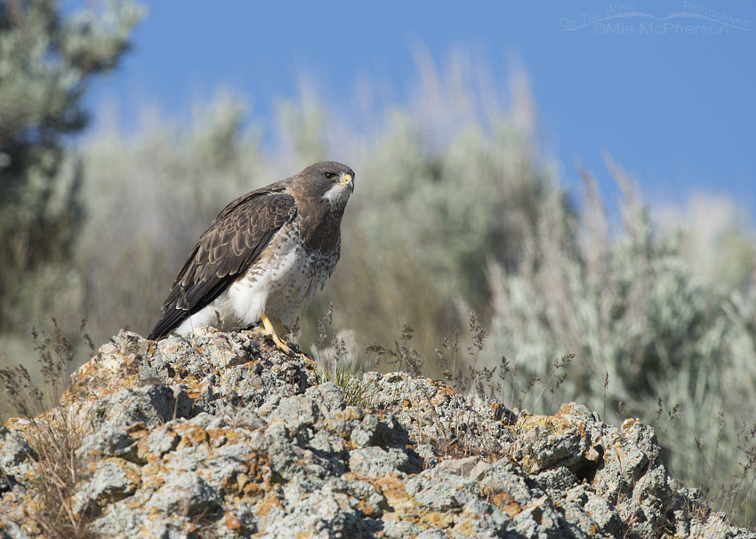 One serious looking Swainson's Hawk, Box Elder County, Utah