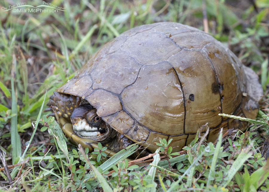 Urban Three-toed Box Turtle in September, Sebastian County, Arkansas