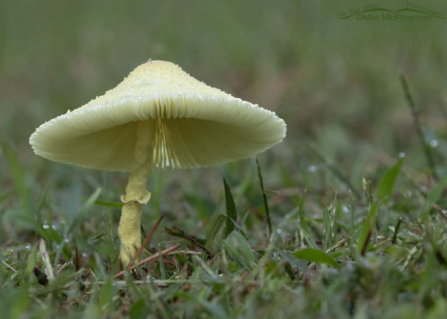 Fungi and dew laden grass, Sebastian County, Arkansas