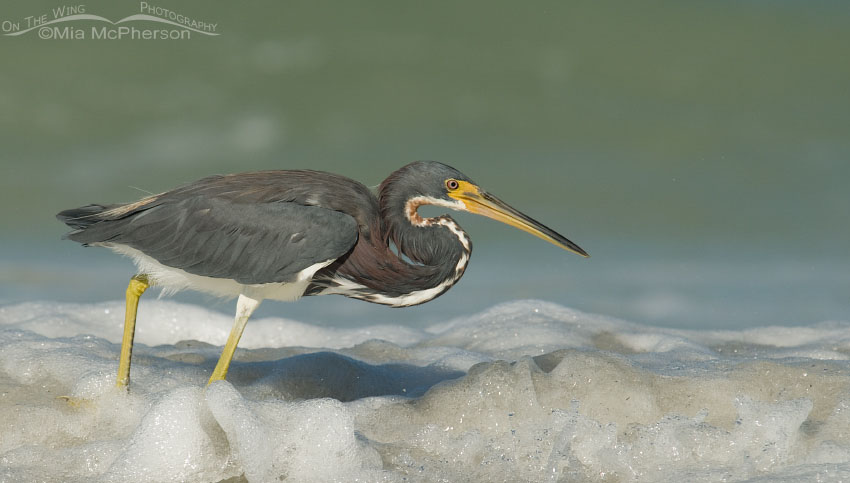 Tricolored Heron hunting the Gulf of Mexico’s shoreline, Fort De Soto County Park, Pinellas County, Florida