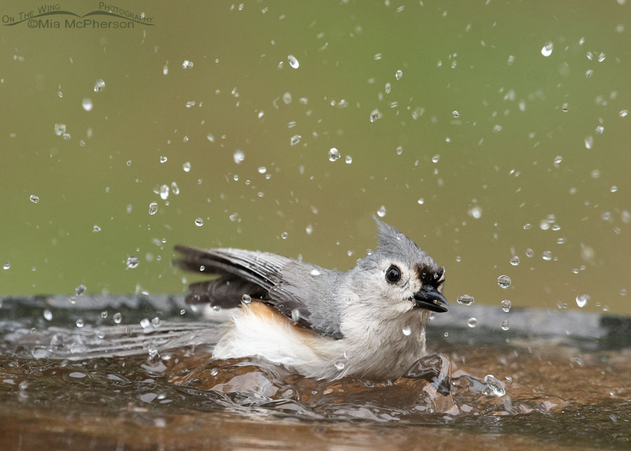 Bathing Tufted Titmouse, Sebastian County, Arkansas