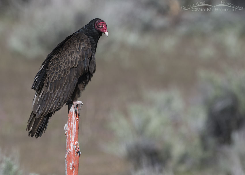 Turkey Vulture perched on an orange post, Box Elder County, Utah