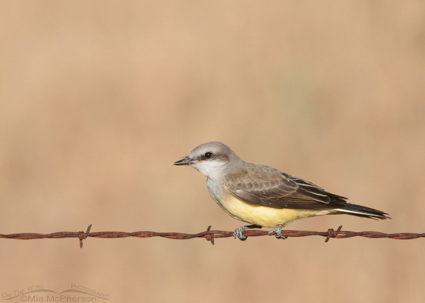 Crouching juvenile Western Kingbird, Bear River Migratory Bird Refuge, Box Elder County, Utah