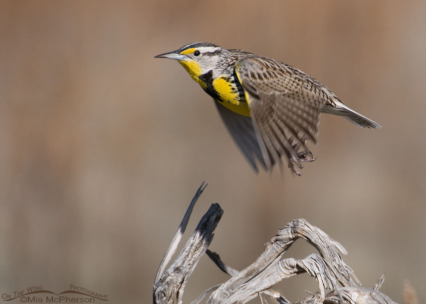 Flying Western Meadowlark, Antelope Island State Park, Davis County, Utah