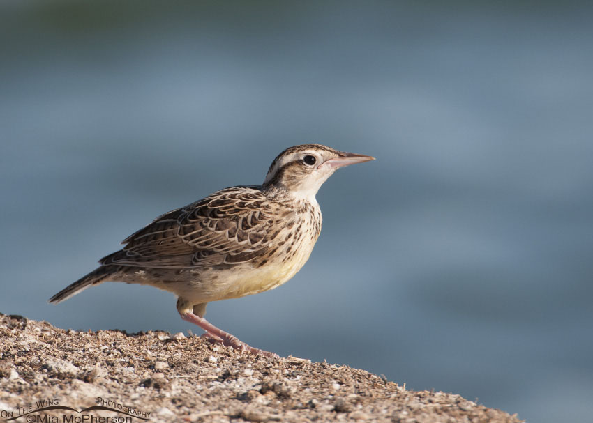 Juvenile Western Meadowlark on the shore of the Great Salt Lake, Utah